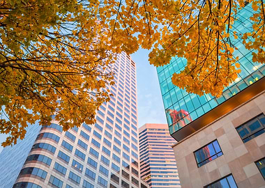 Fall in the City