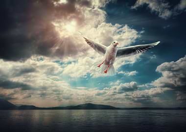 Seagull Sunlight Clouds Fl