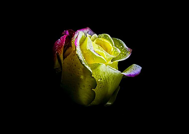 Rose flower AMOLED 5K 8K B