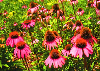Coneflowers 1410