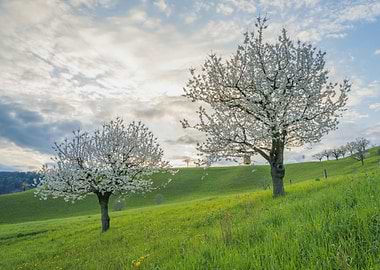 Trees with Cherry Blossoms