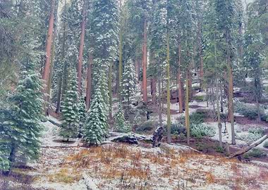 Giant Forest Winter