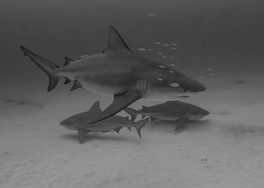 Mexican Bull Sharks