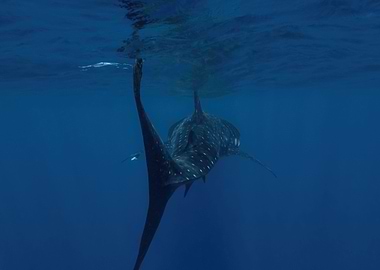 Majestic Whale Shark