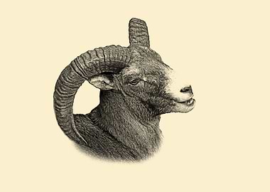 Mouflon portrait