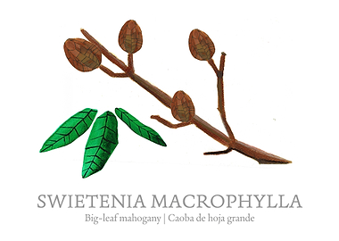 Big leaf mahogany