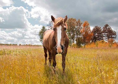 Horse in the field