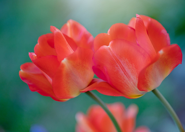 Orange tupilan flowers