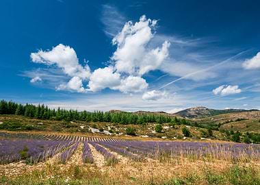 Lavanda fields