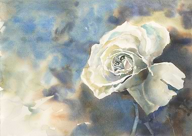White rose watercolor