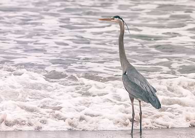 Blue Heron