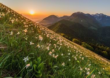 Daffodils in the Sunset