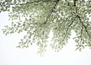 Ginkgo Leaves Dream 4