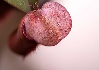 Nepenthes Lid