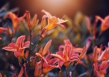 Orange lily flowers garden
