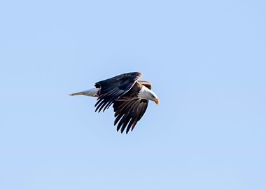 Bald eagle in flight