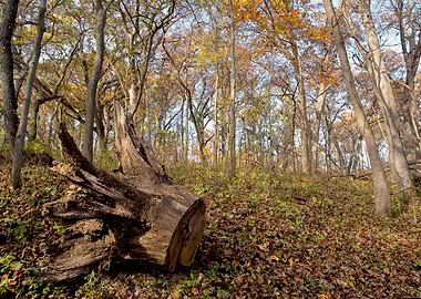 Tree stump in fall