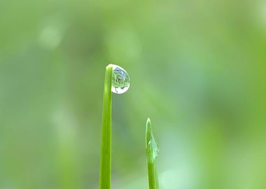 Dew drop on grass