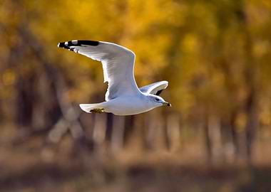 Gull flying on a fall day
