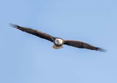 Bald eagles steely gaze