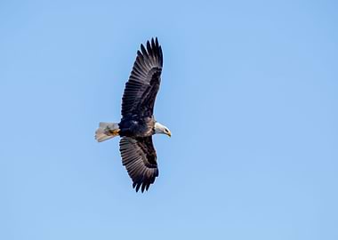 Bald Eagles Wingspan