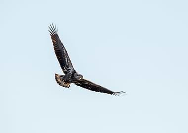 Flying juvenile eagle