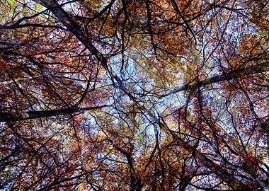 Looking up in the forest