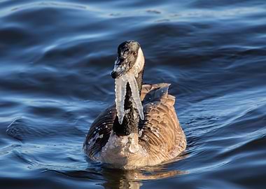 Goose with icicles