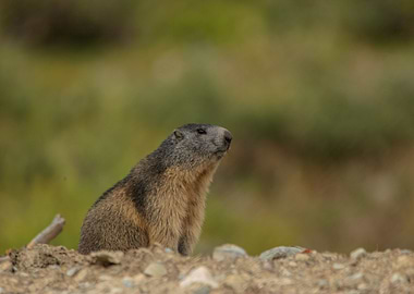 Marmot