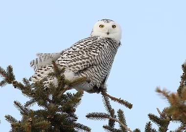 Princess Snowy Owl