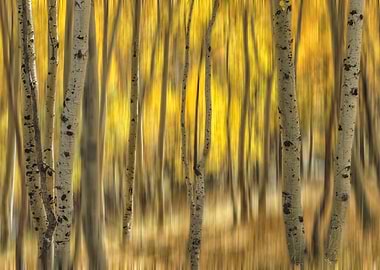 Impression of Autumn