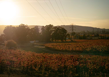 Hazy Vineyard