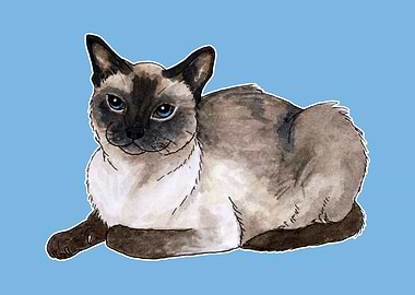 Siamese cat
