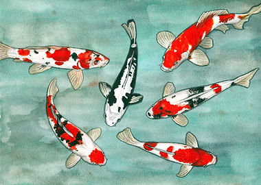 Le ballet des carpes koi