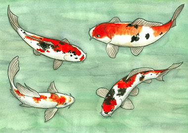 La ronde des carpes koi