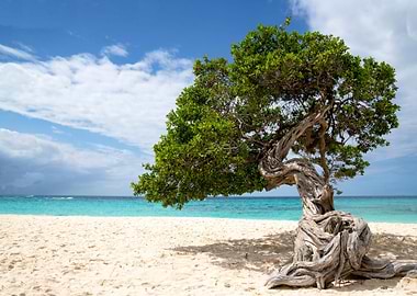 Aruba island tree dividivi