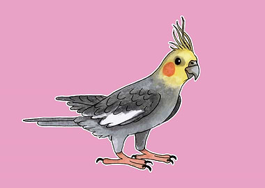 Cockatiel bird