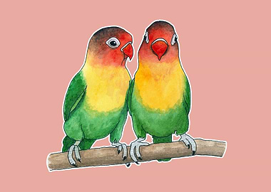 Fischers lovebirds