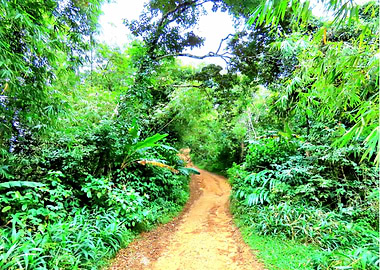 Welcome to the Jungle