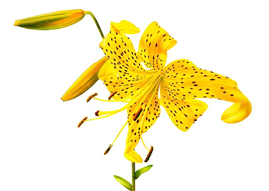 Yellow lily