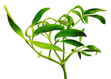 Mistletoe