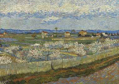 Peach Trees in Blossom