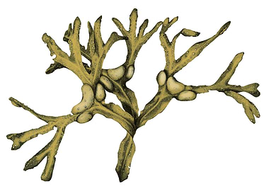 Fucus from the Baltic Sea