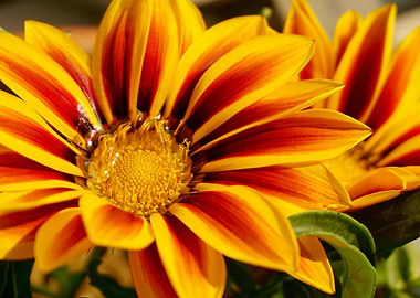 Yellow Petaled Flowers