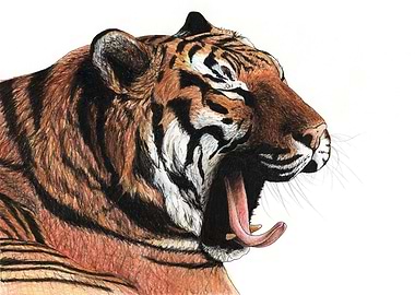 Yawning tiger