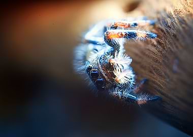 jumping spider phidippus