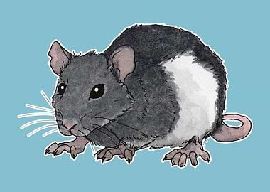 Black and white rat