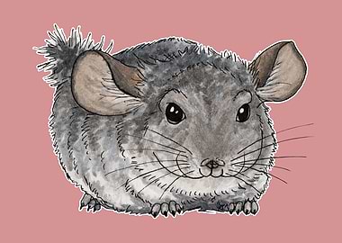 Chinchilla