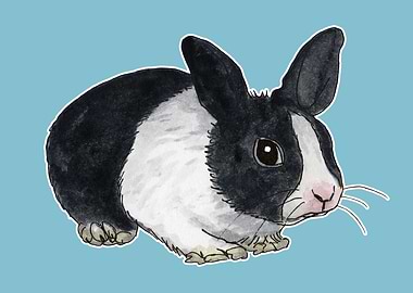 Black and white rabbit