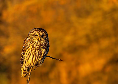 Barred Owl 4